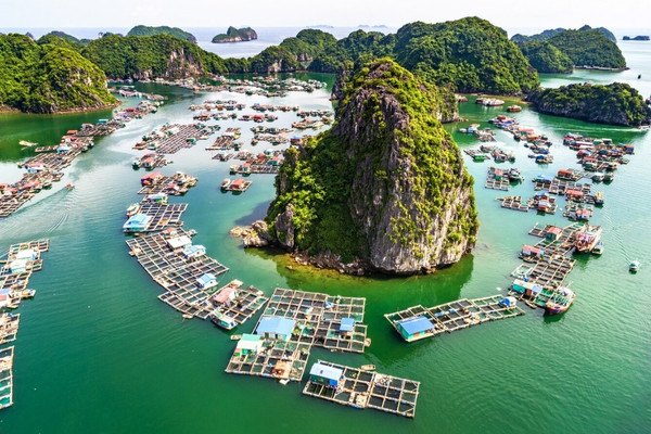 Cai Beo floating fishing village seen from above