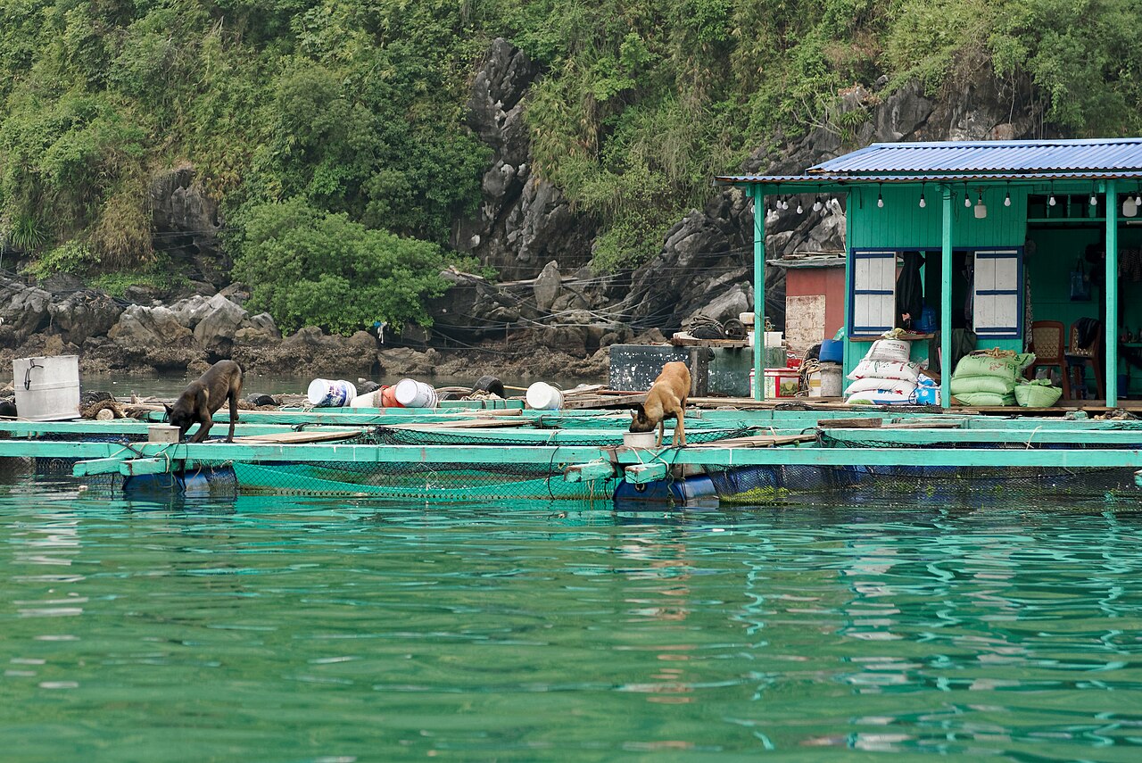Floating house and fish cages at Cai Beo in 2024