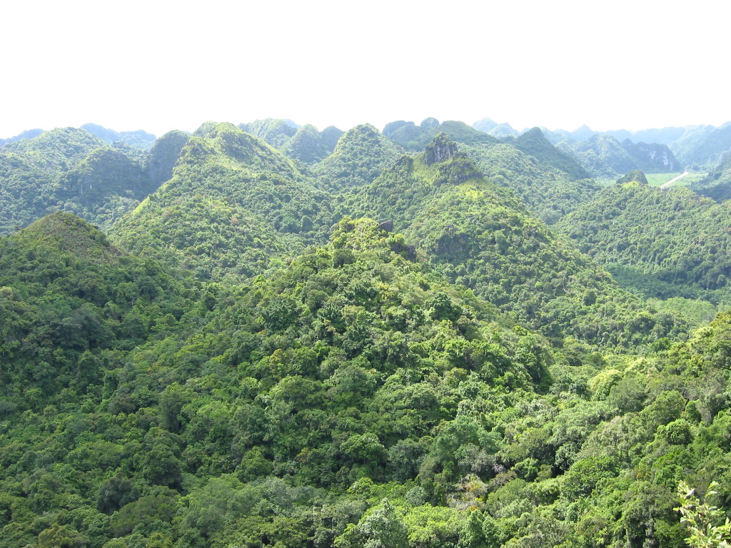 Forested hills of Cat Ba National Park