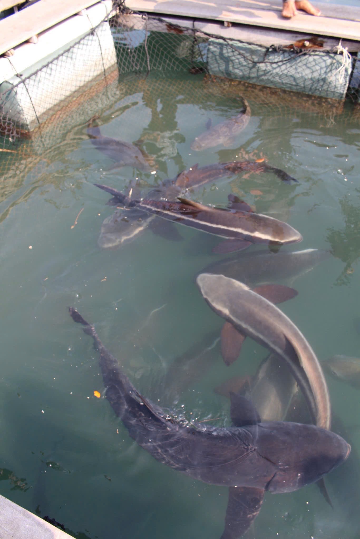 Fish at the floating farm