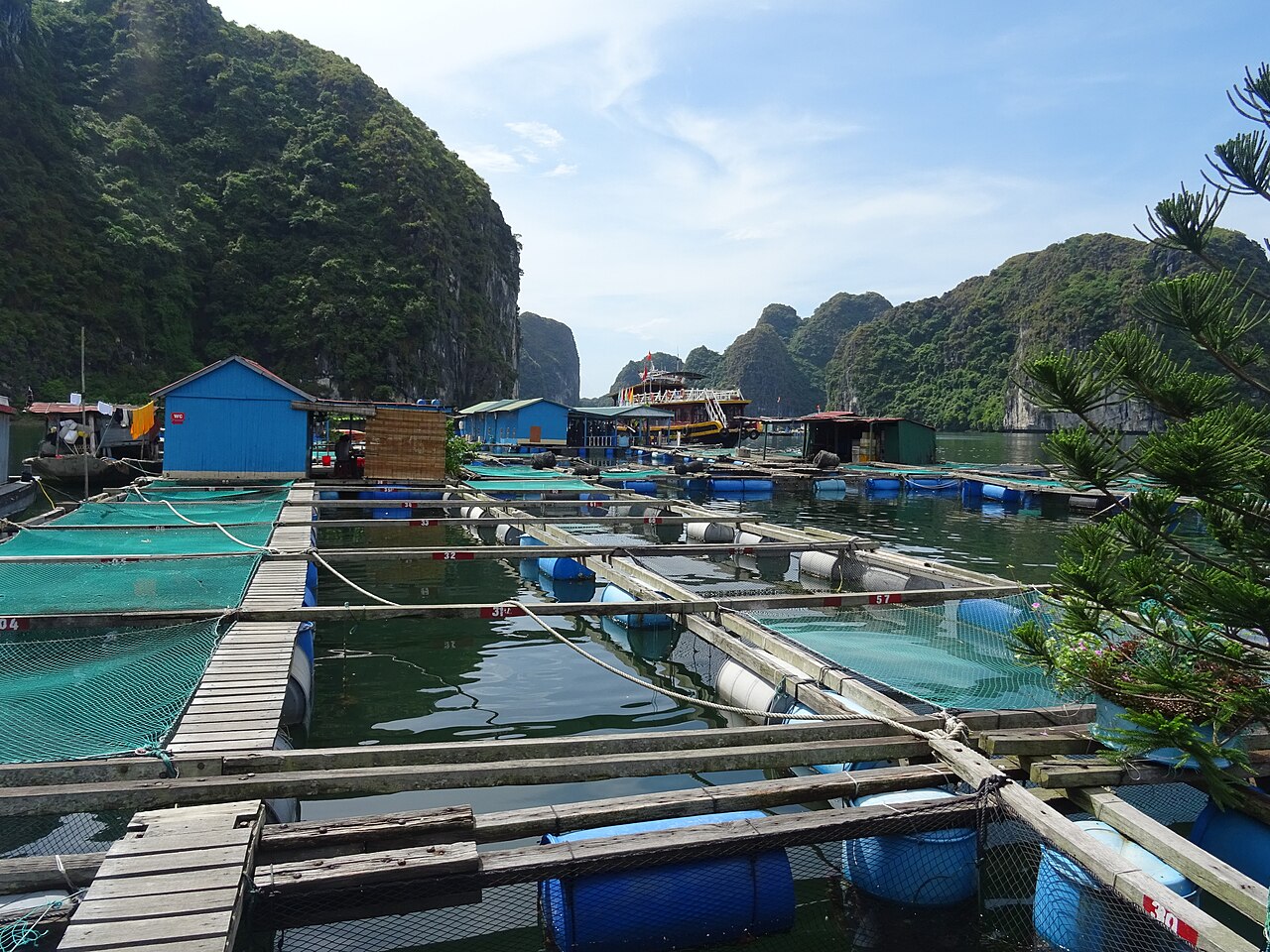 Connected fish-cage frames, blue flotation drums and floating houses in Lan Ha Bay