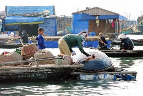 Life in the floating fishing village