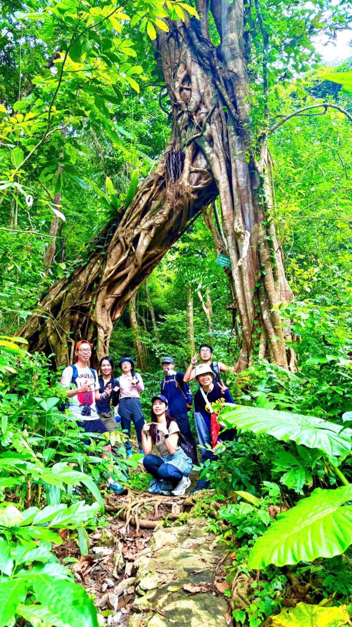 Trekking beneath the forest canopy