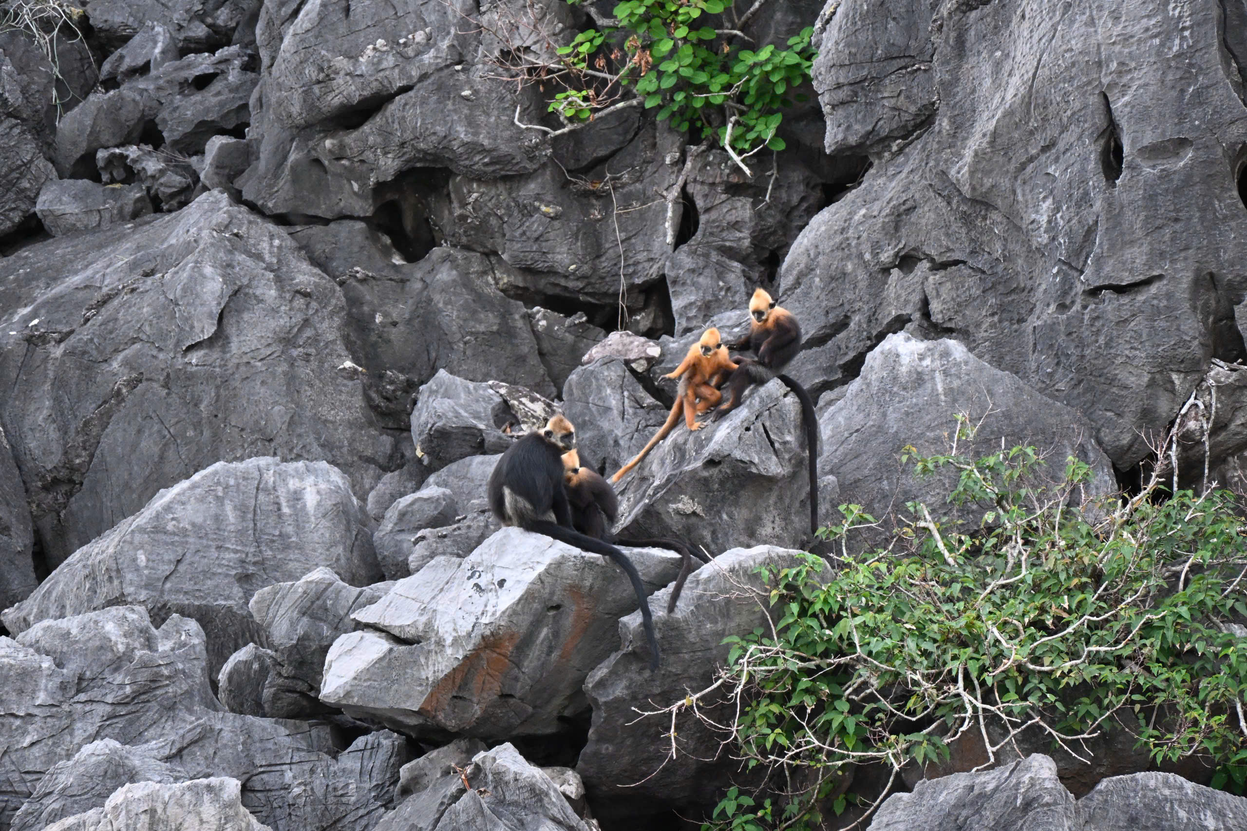 Wildlife among the limestone cliffs