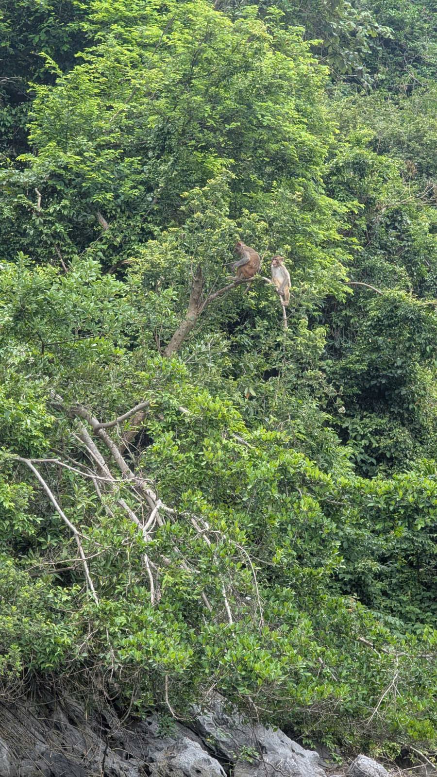 Monkeys in the forest canopy